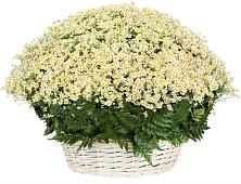 Цветочная композиция из Ромашки в корзине #REPLACE_PRED# Каменногорске